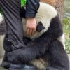 Panda aterrorizado